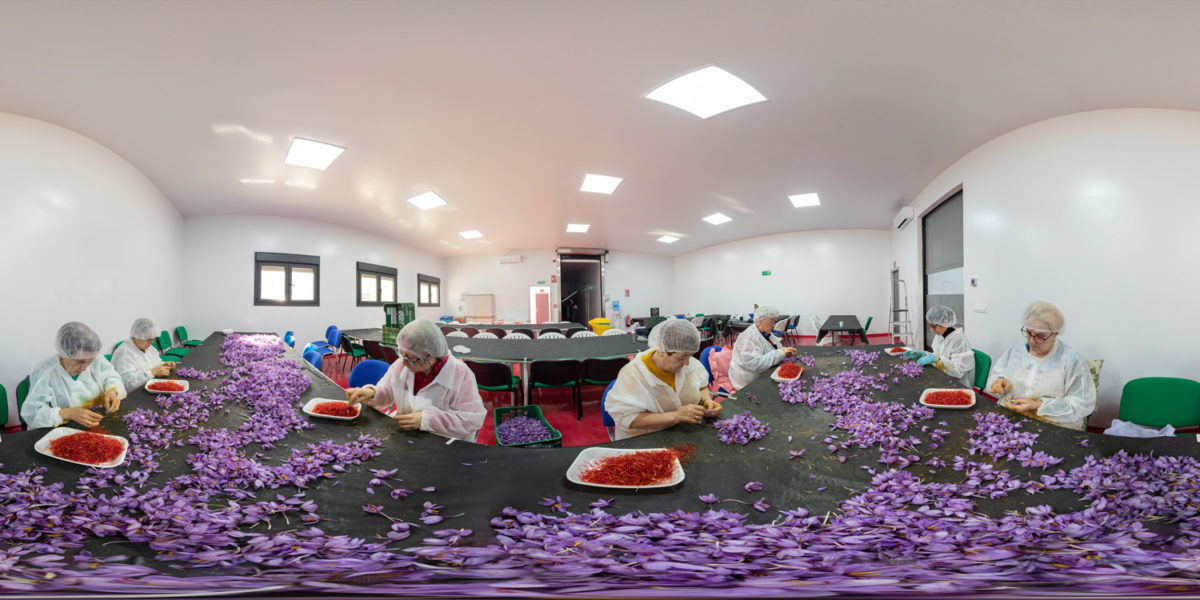 The job of the mondadoras (saffron plucker) with the La Mancha’s saffron. Montilla del Palancar. Cuenca. Spain