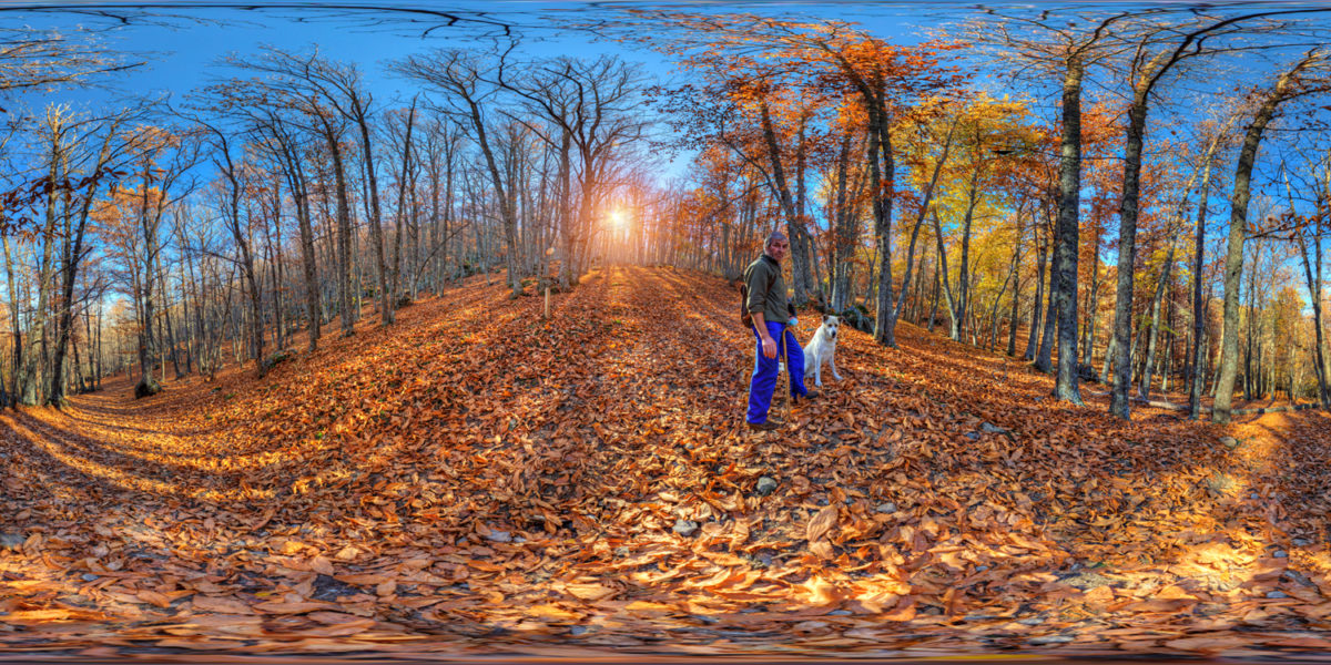sheperd with dog in El Tiemblo Chesnut in Autumn. El Tiemblo, Avila. Spain